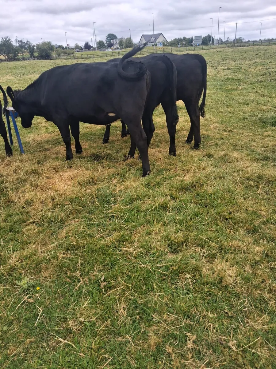 Angus heifers - Image 3
