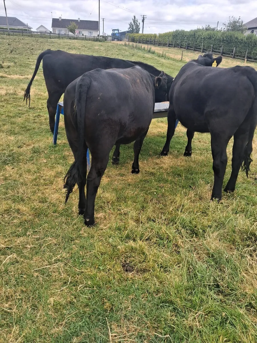 Angus heifers - Image 4
