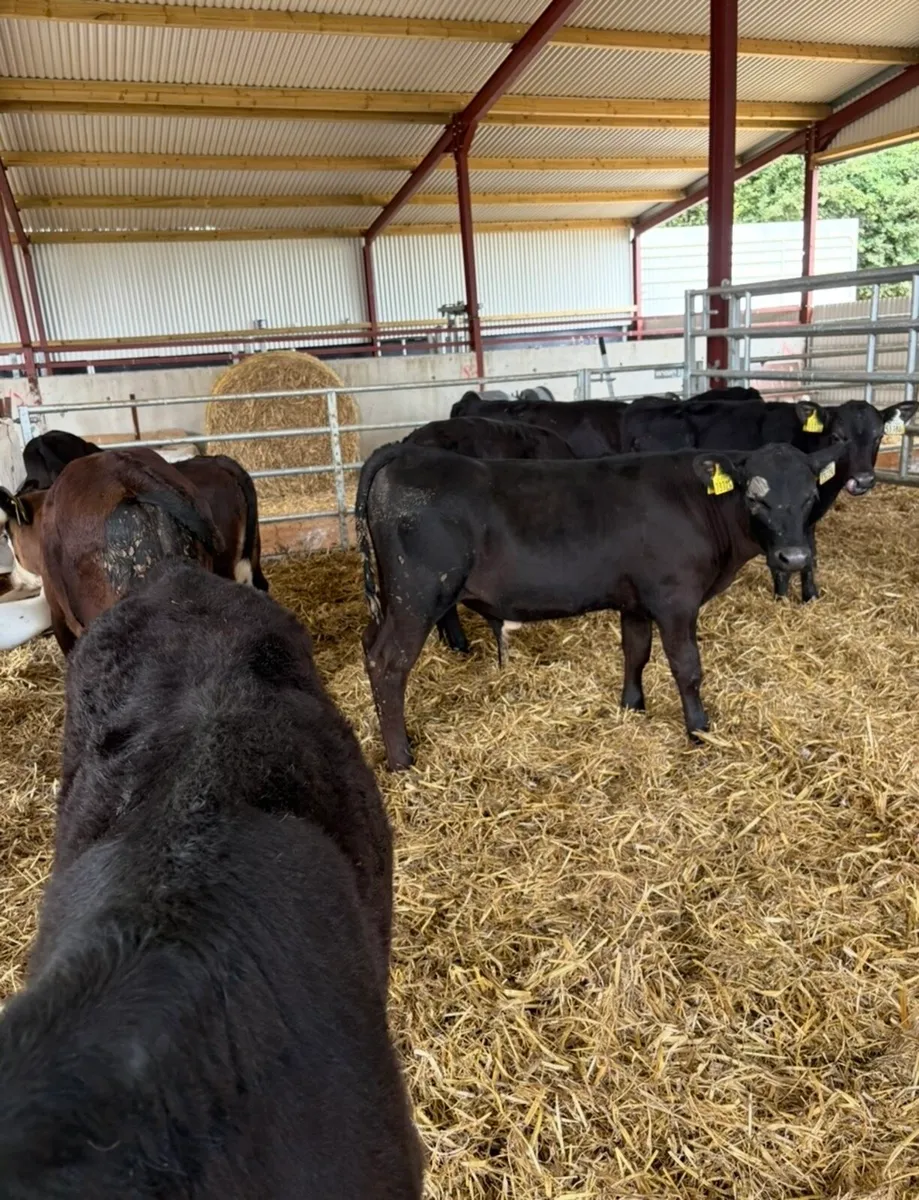 12 super bull runners 150kg 3-4 months old - Image 1