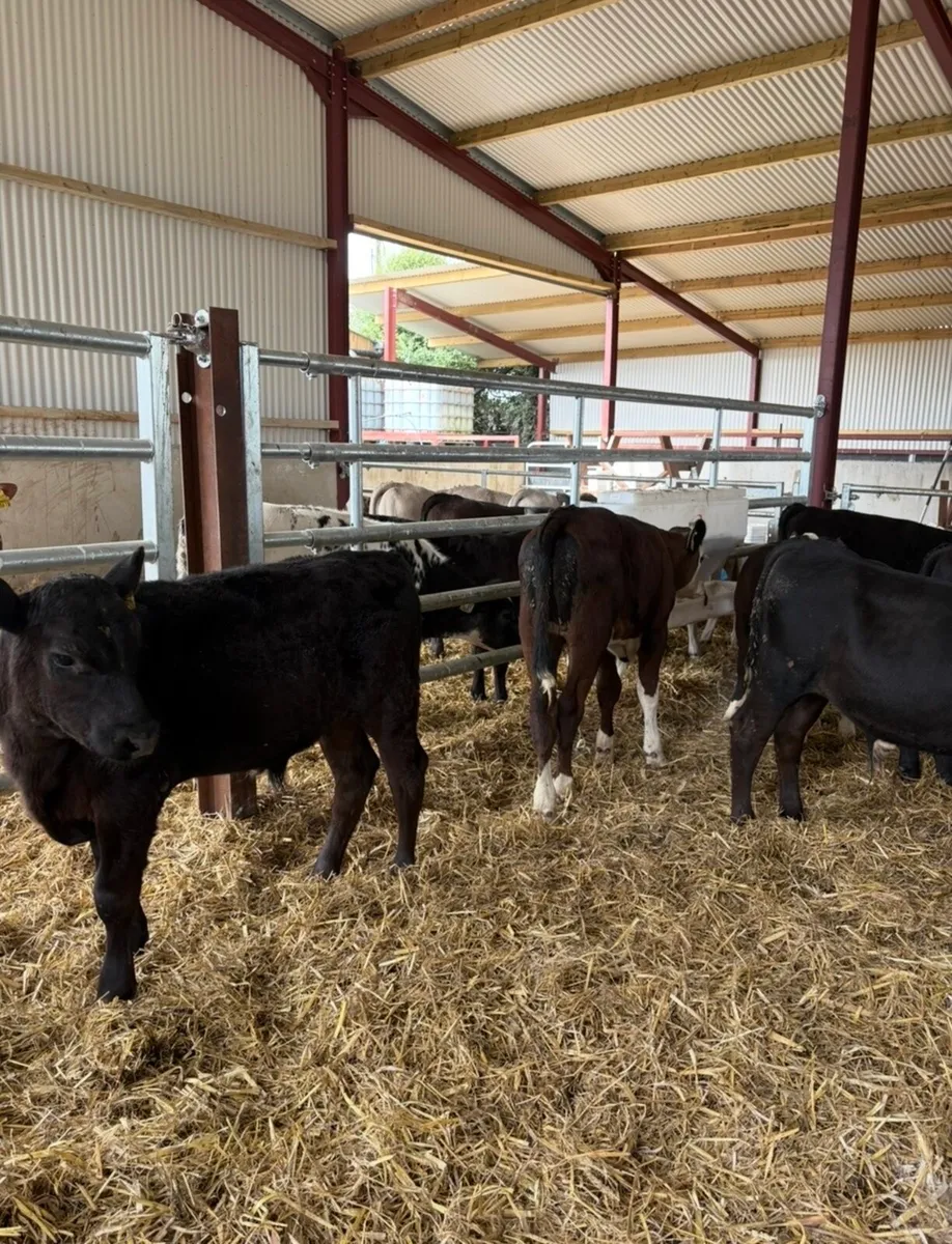 12 super bull runners 150kg 3-4 months old - Image 2
