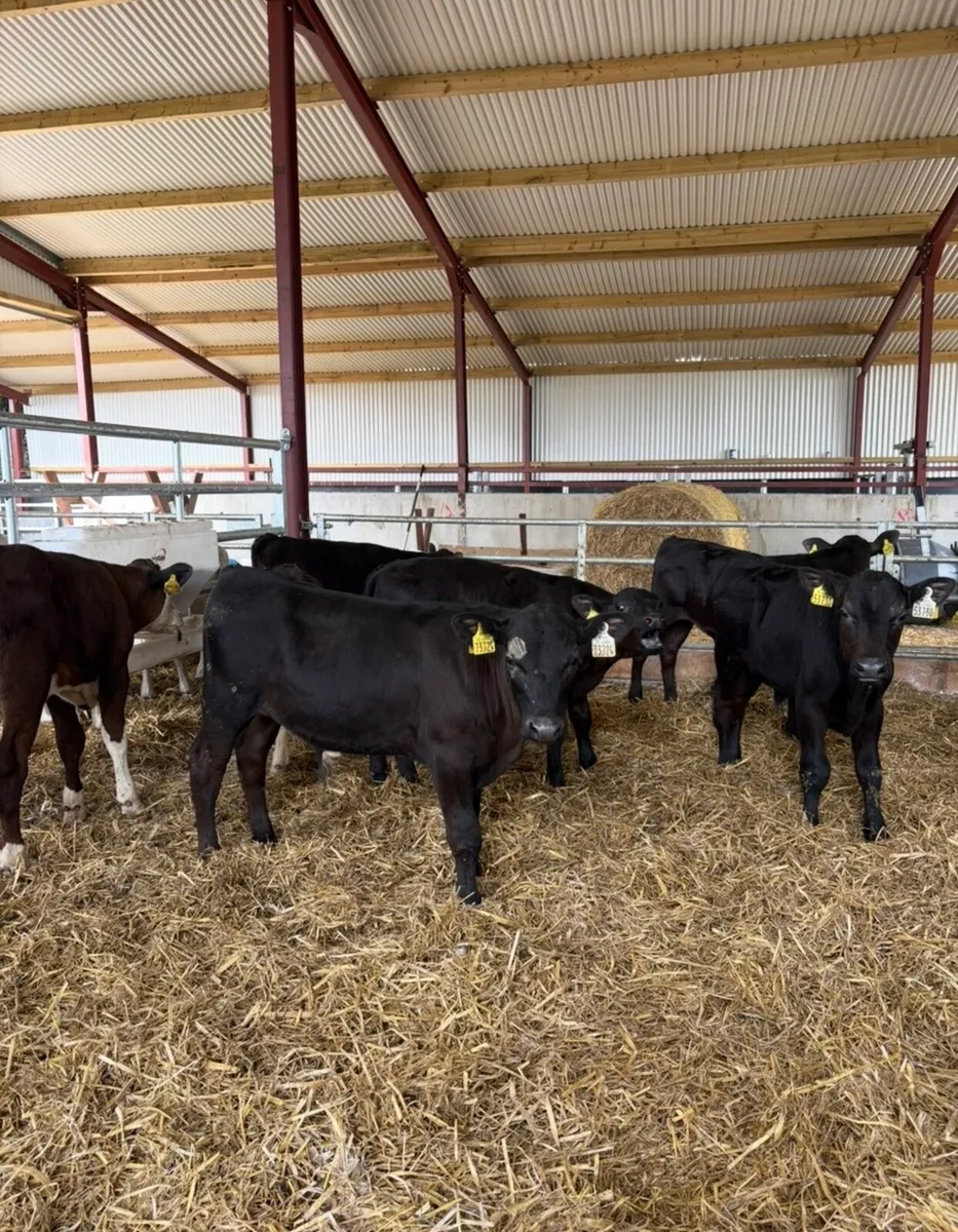 12 super bull runners 150kg 3-4 months old - Image 3