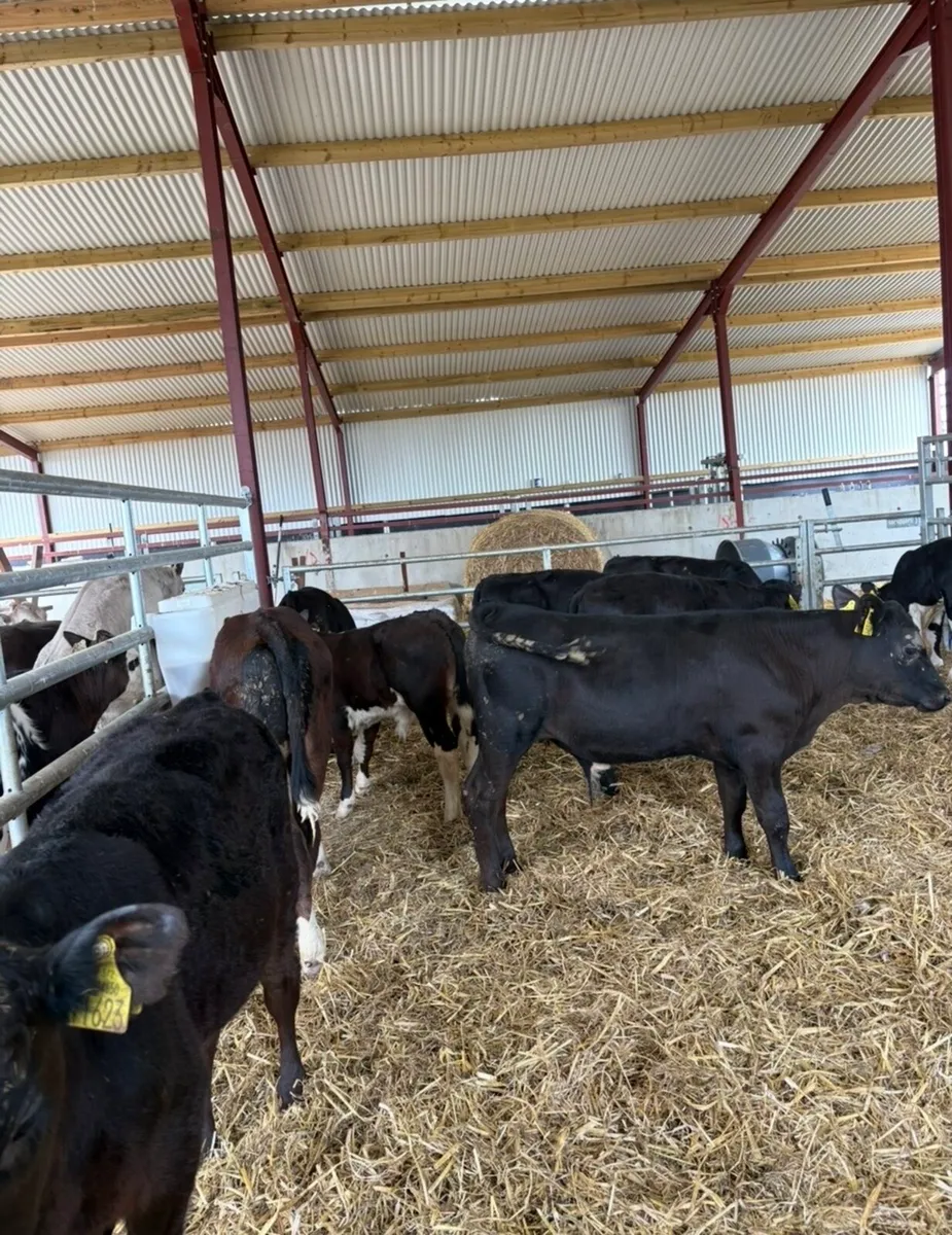 12 super bull runners 150kg 3-4 months old - Image 4