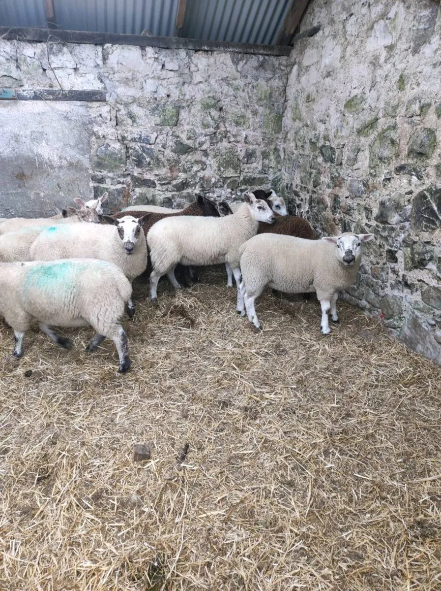 12 weather lambs - Image 1