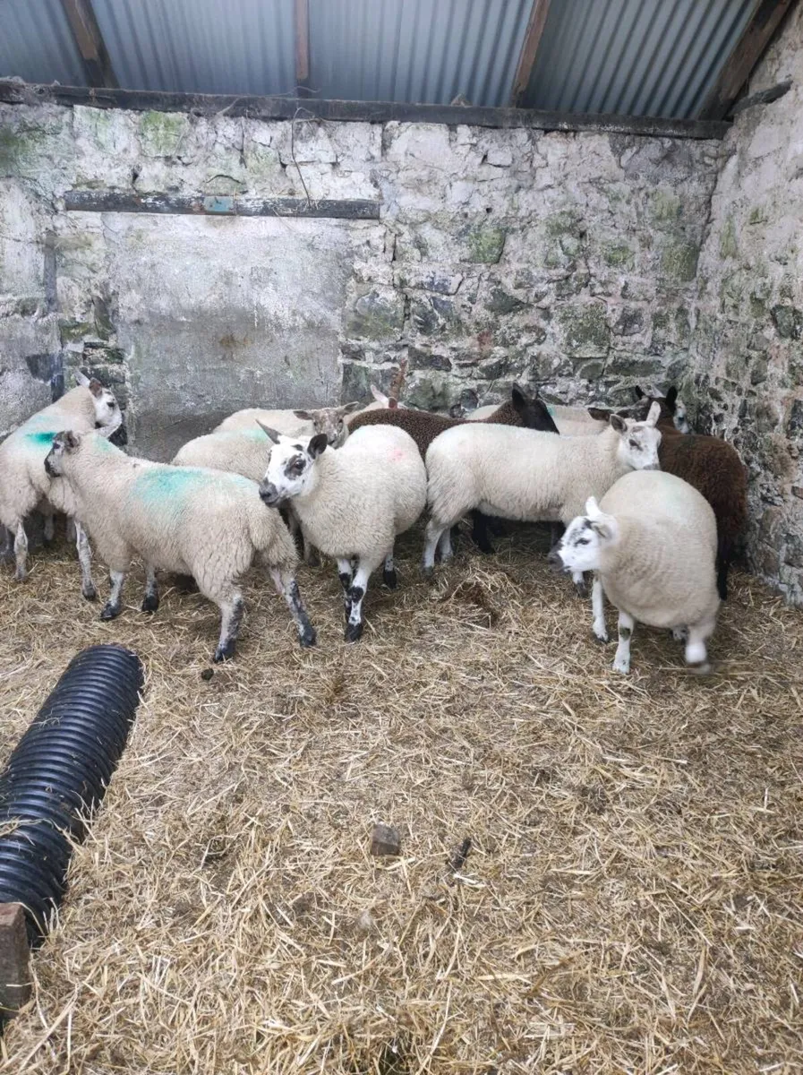 12 weather lambs - Image 2