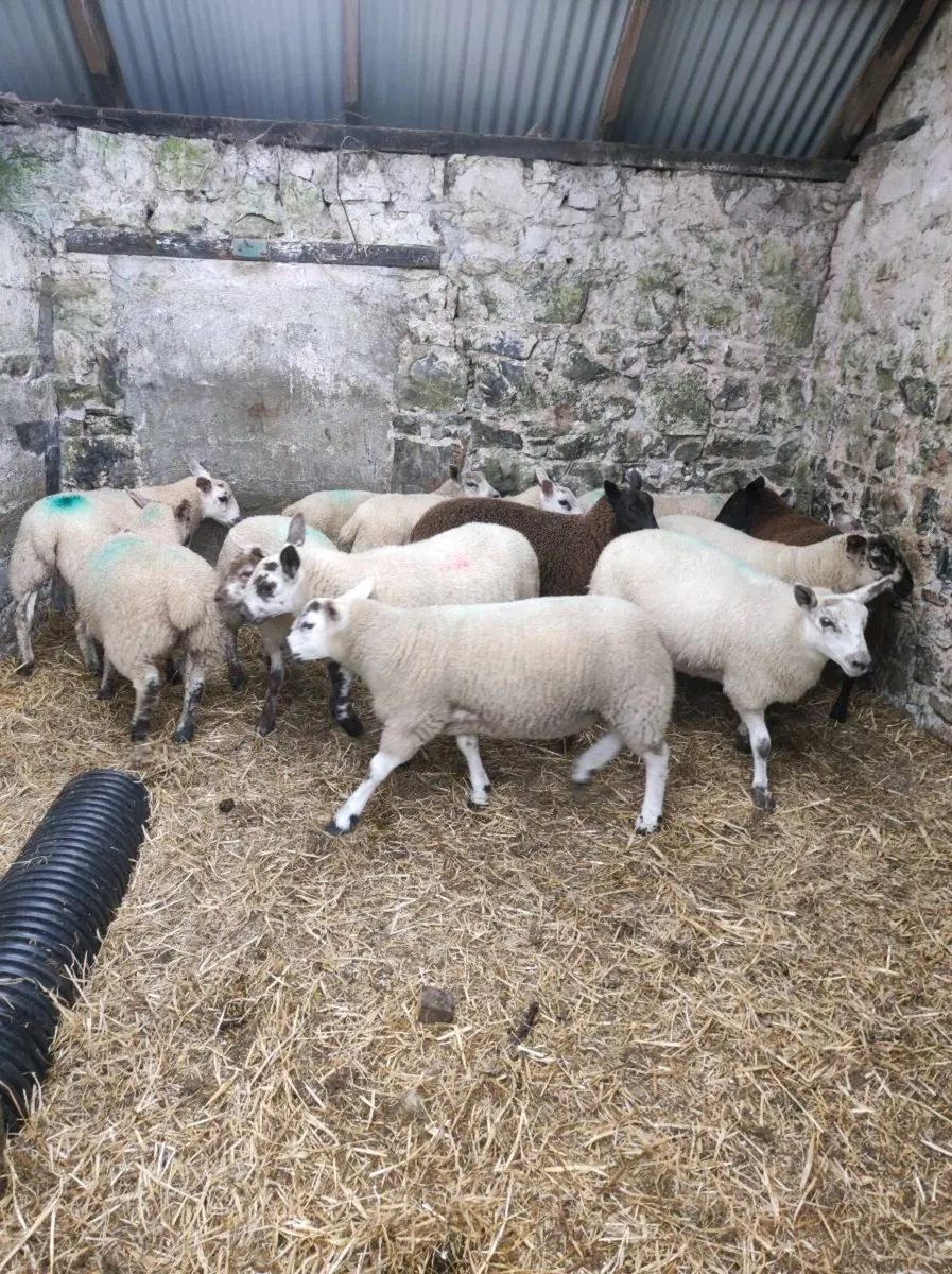 12 weather lambs - Image 3