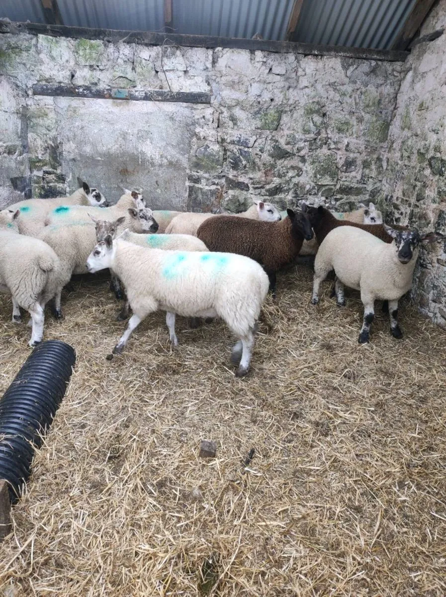 12 weather lambs - Image 4