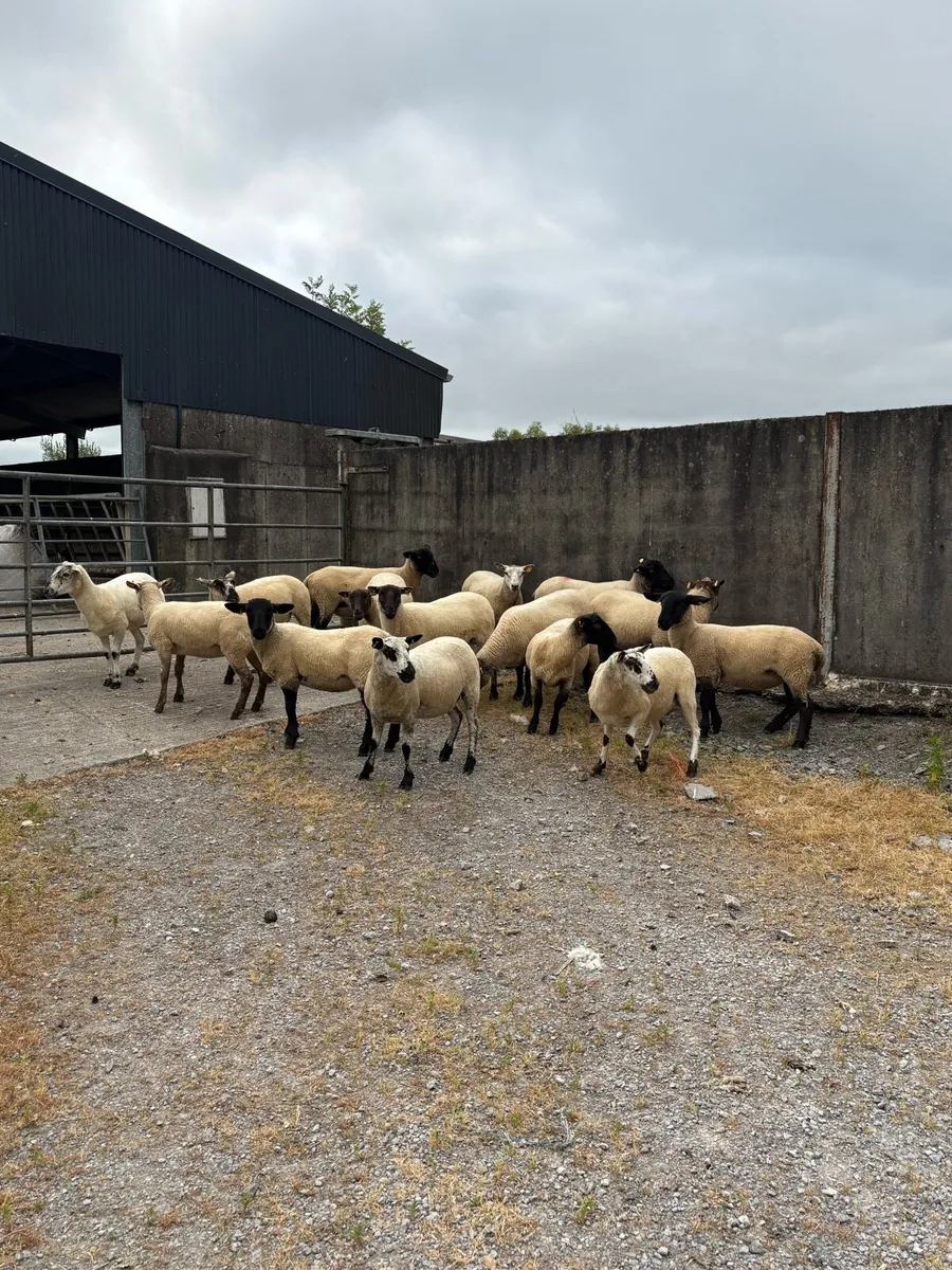 🤩15 smashing hogget ewes 🤩 - Image 1
