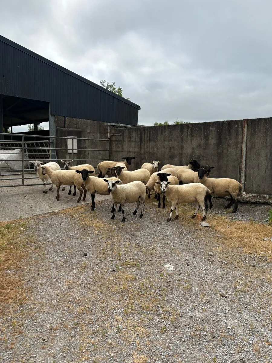🤩15 smashing hogget ewes 🤩 - Image 2