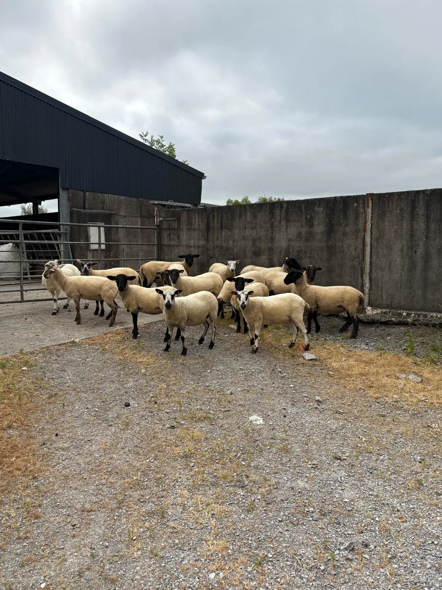 🤩15 smashing hogget ewes 🤩 - Image 3