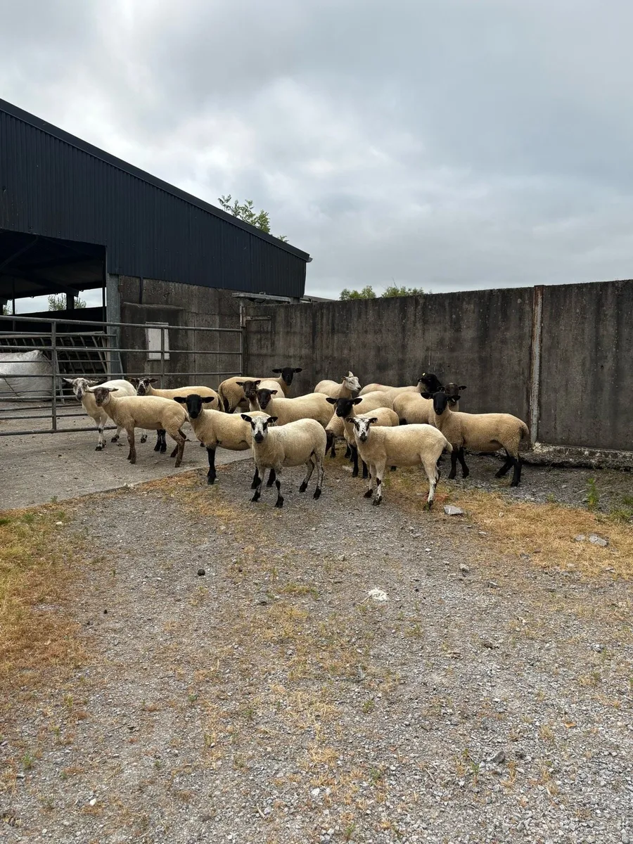 🤩15 smashing hogget ewes 🤩 - Image 4