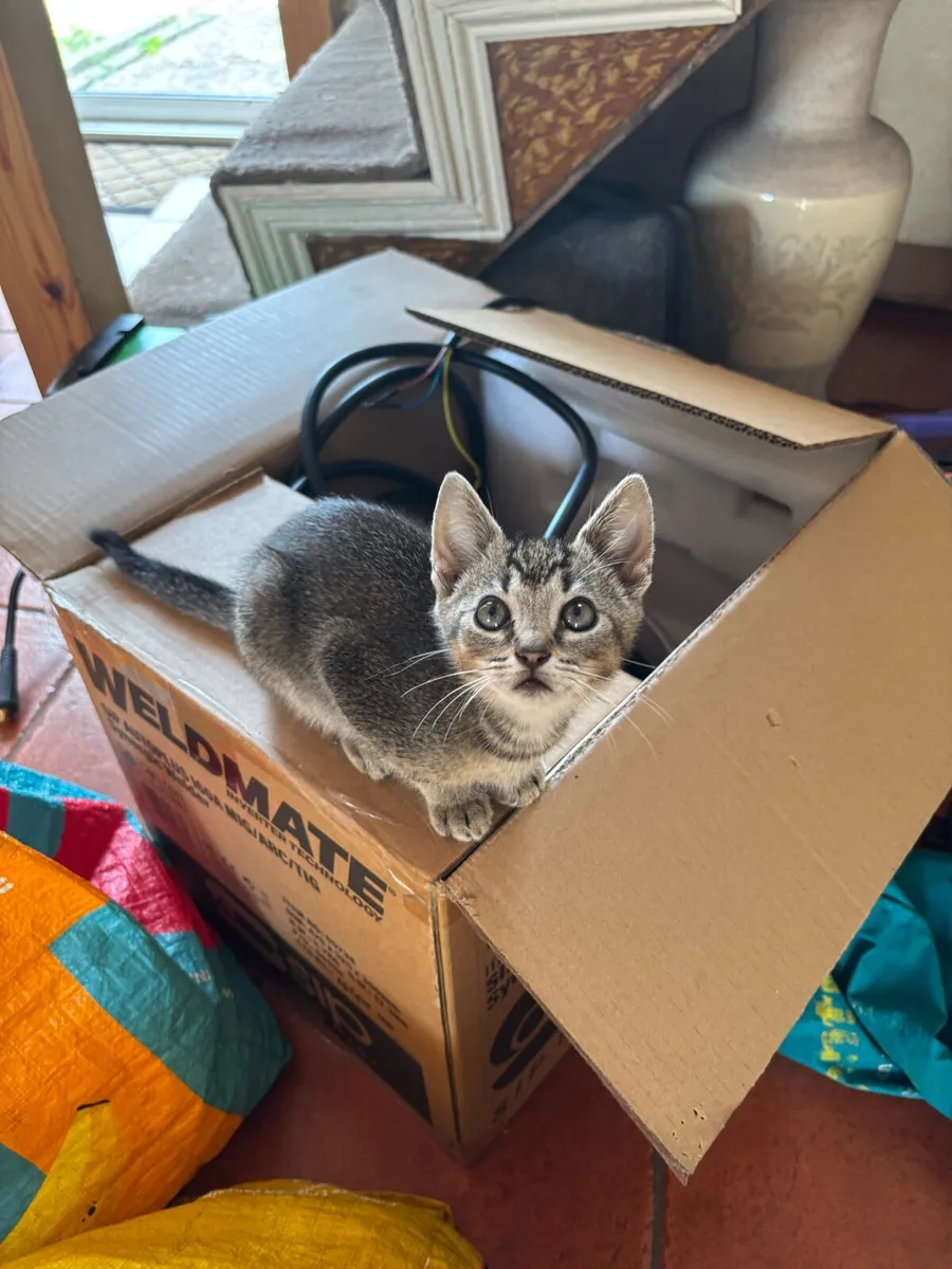 Kittens for sale - Image 3