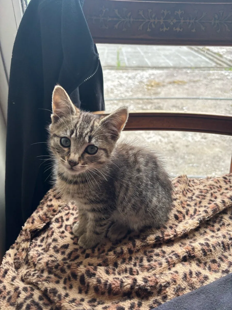Kittens for sale - Image 1