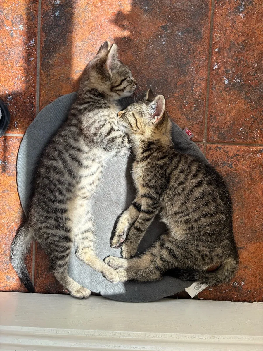 Kittens for sale - Image 2