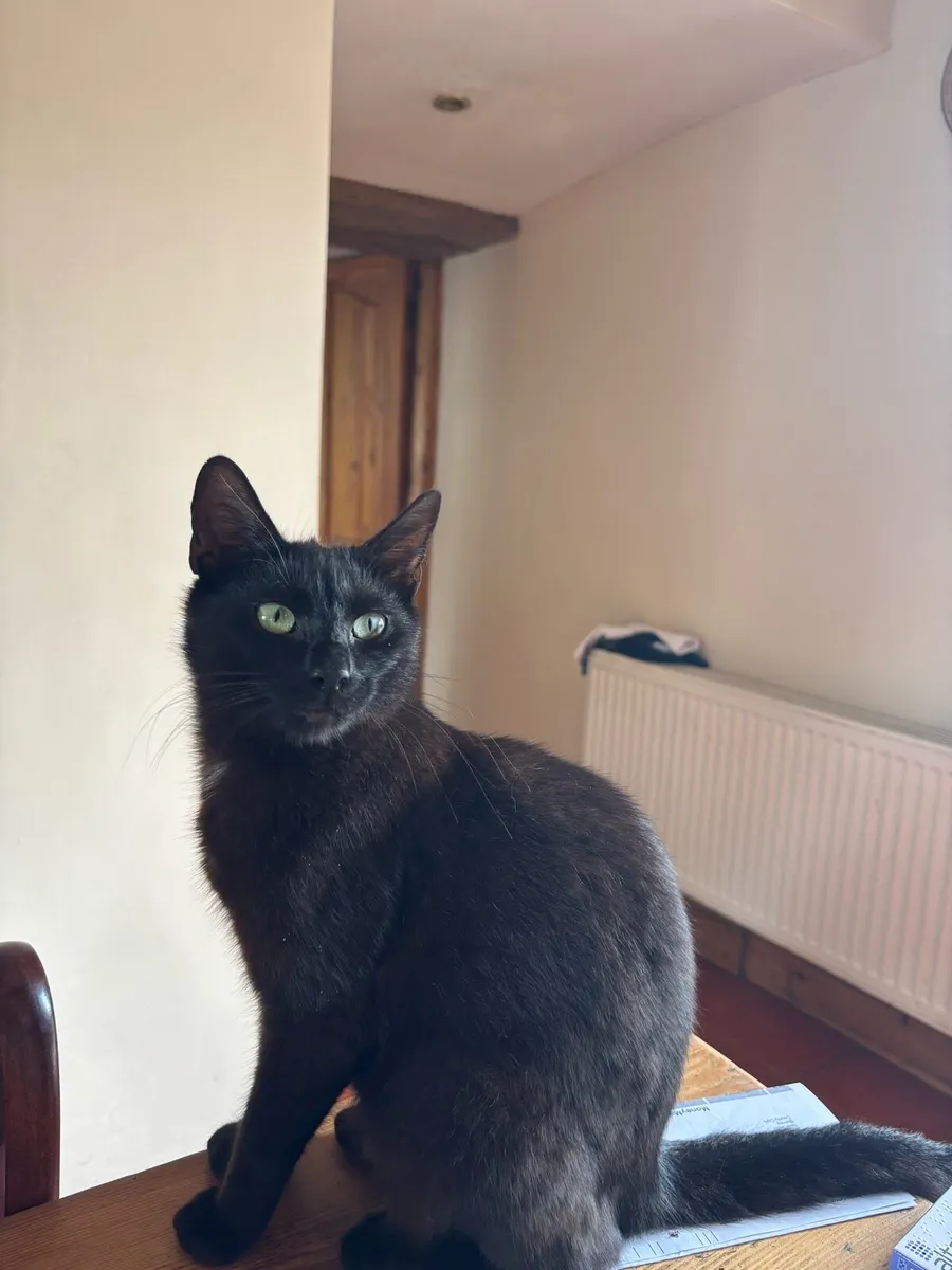 Kitten and cat for sale - Image 2