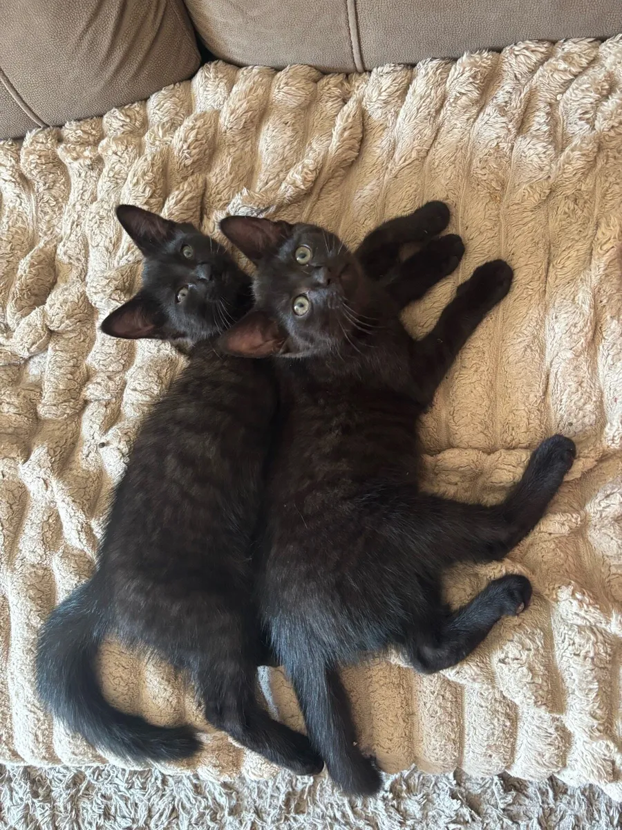 Kittens for sale - Image 4
