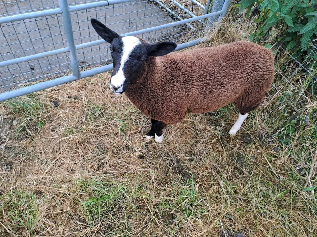 Pet lawn mower - Image 1