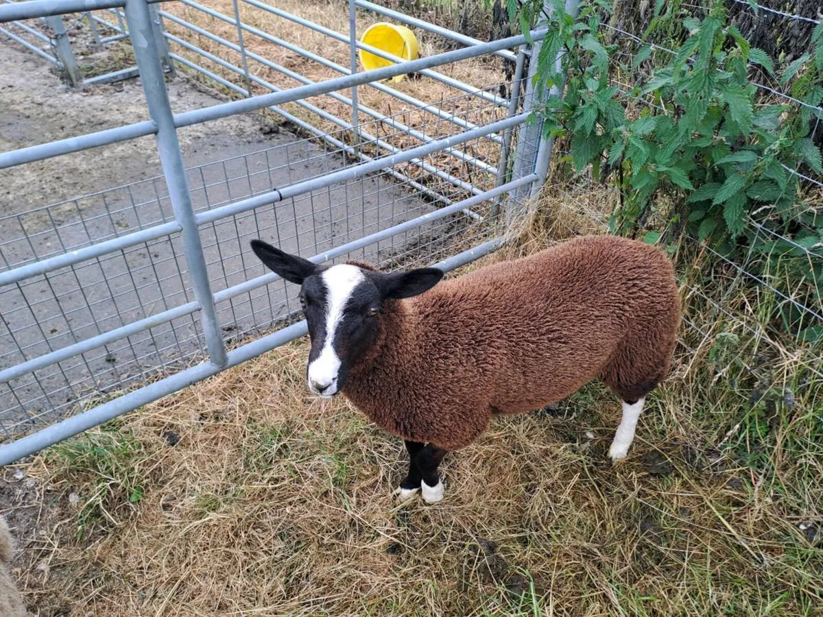 Pet lawn mower - Image 2