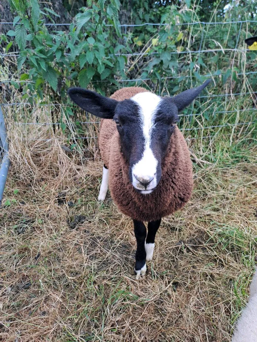 Pet lawn mower - Image 3