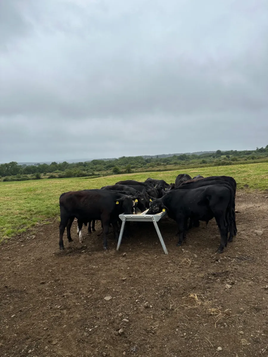 Angus bullocks - Image 4