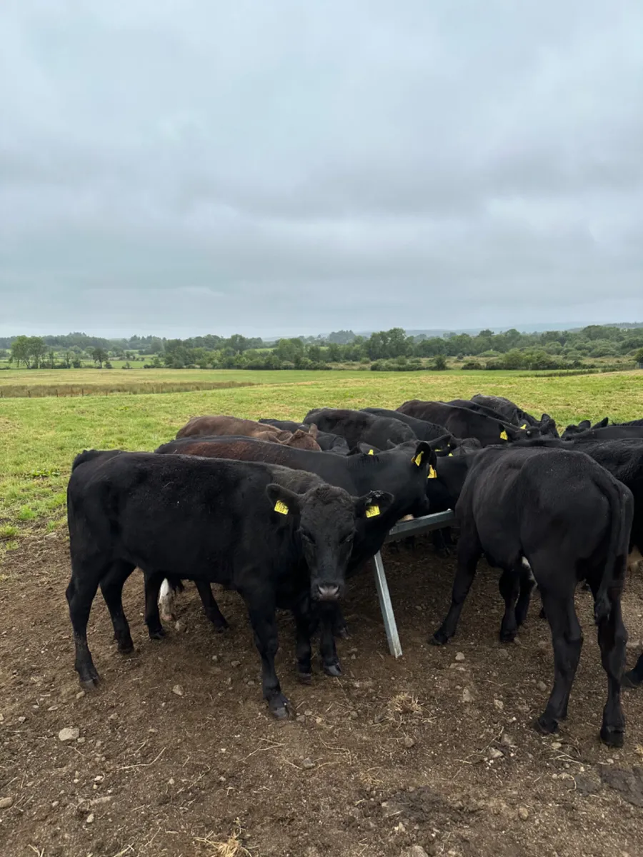 Angus bullocks - Image 1