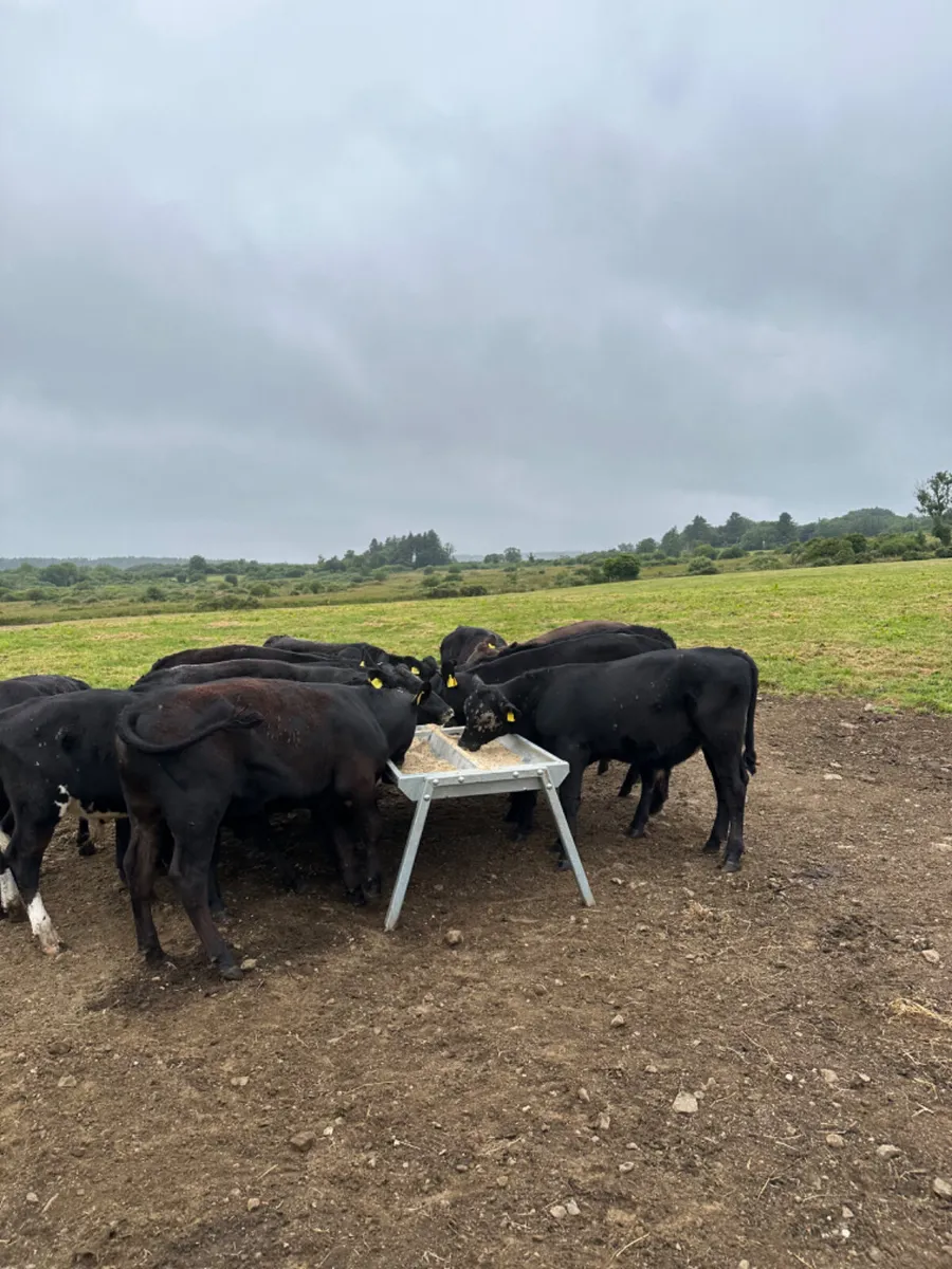 Angus bullocks - Image 3