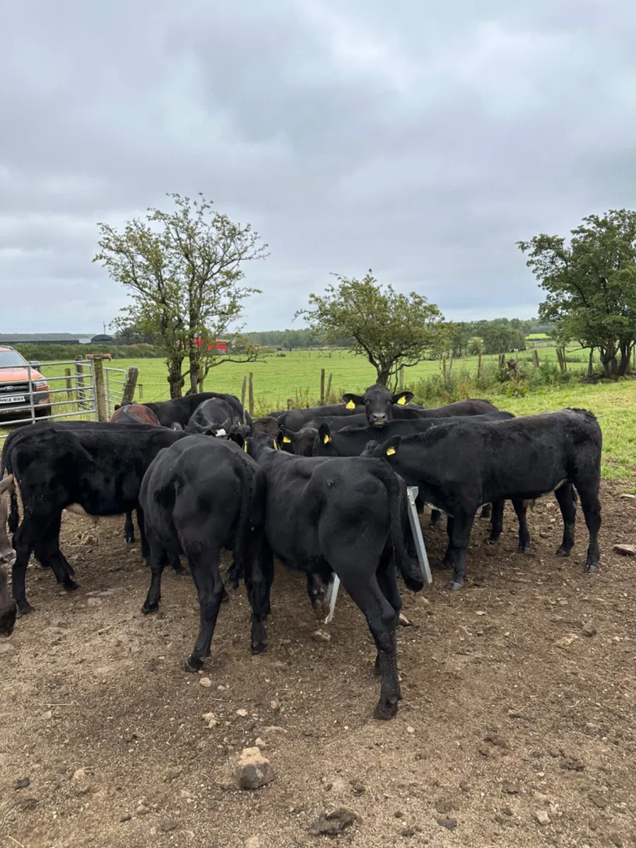 Angus bullocks - Image 2