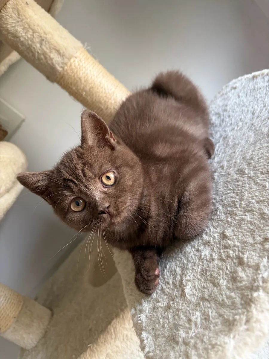 British shorthair kittens - Image 3