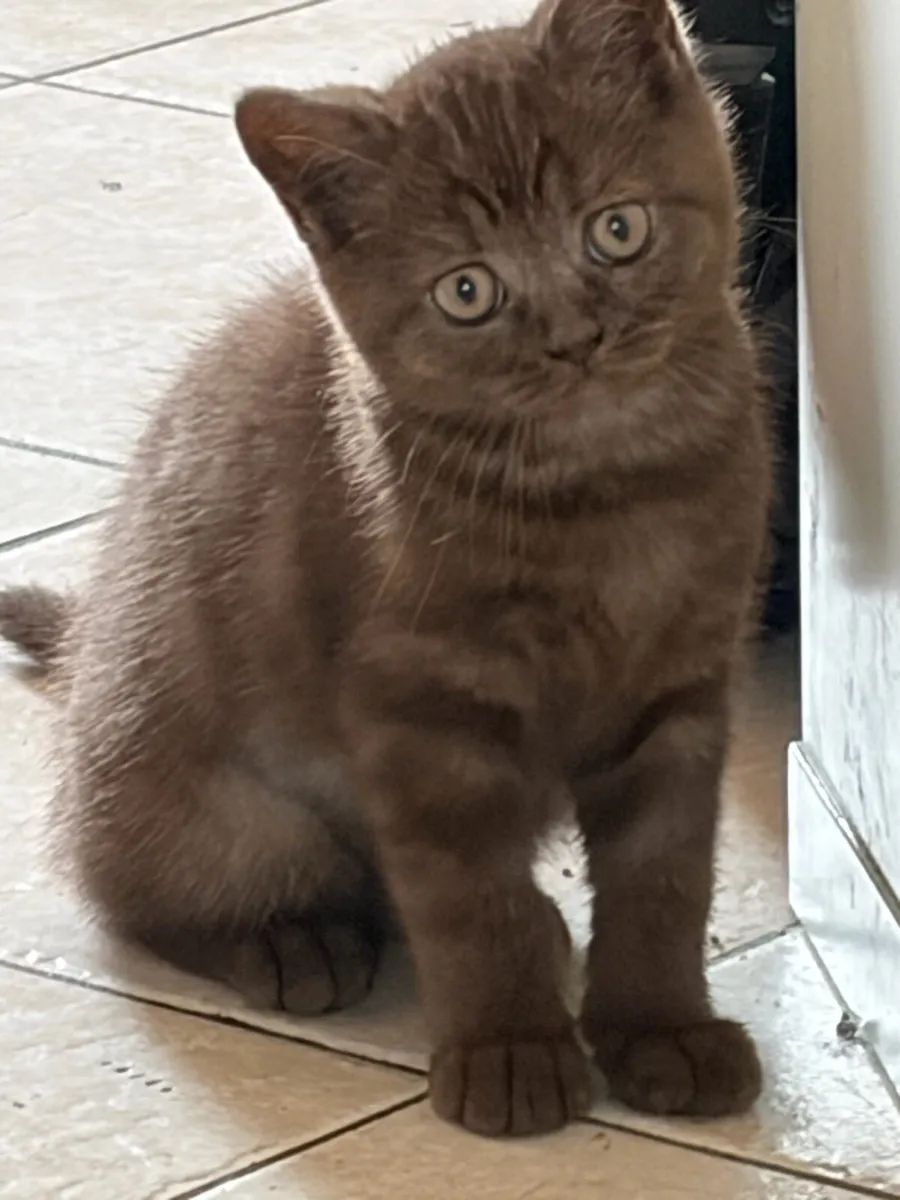 British shorthair kittens - Image 2