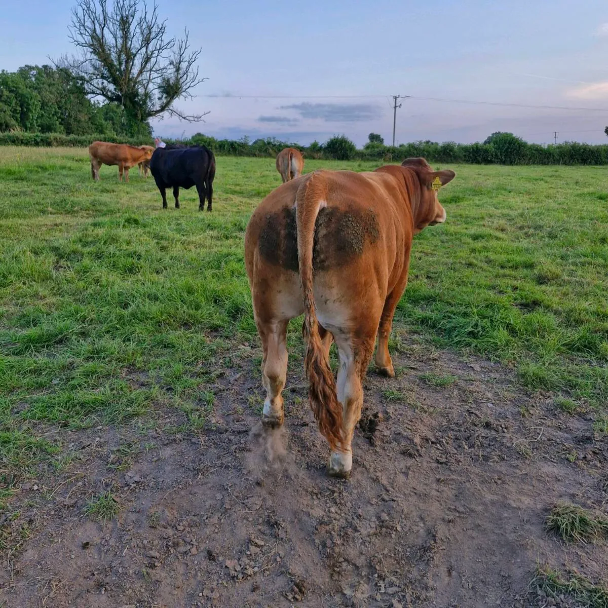 Pedigree limousine bull - Image 2