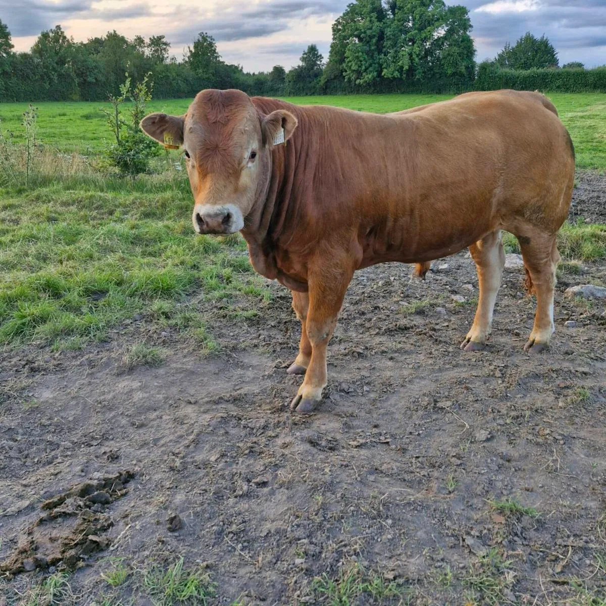 Pedigree limousine bull - Image 1