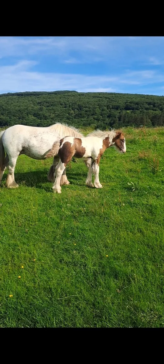 Mini Cob - Image 2
