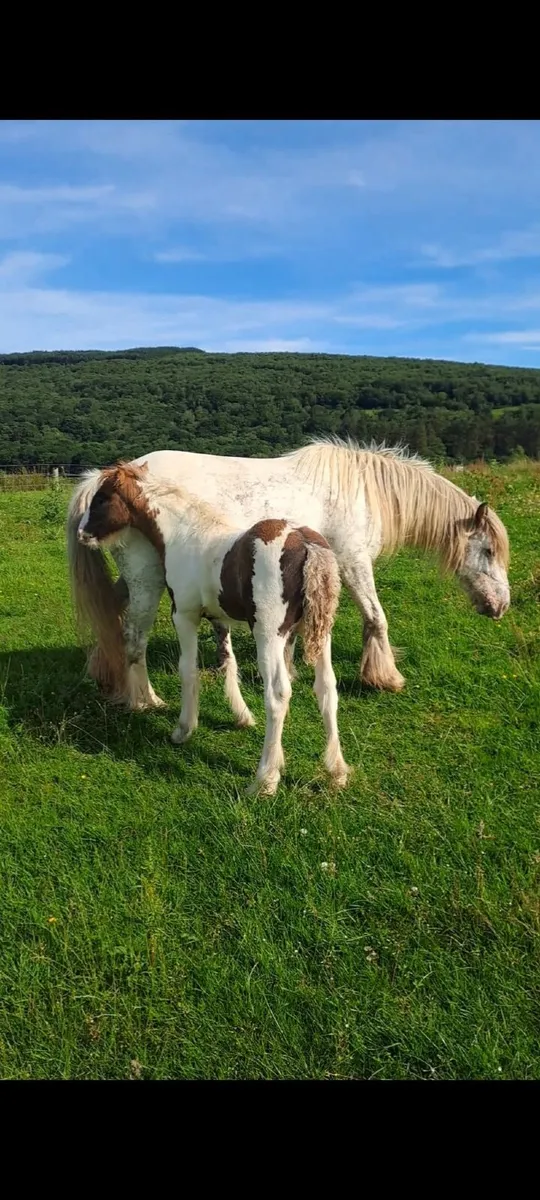 Mini Cob - Image 3