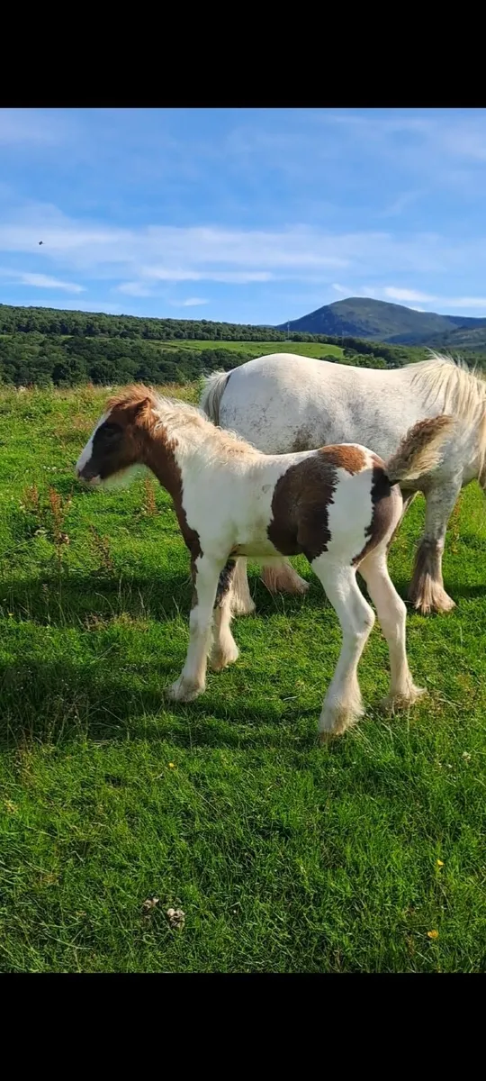 Mini Cob - Image 4
