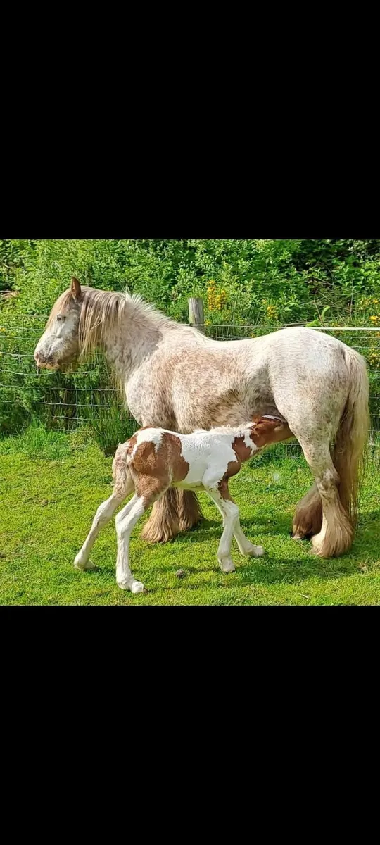 Mini Cob - Image 1