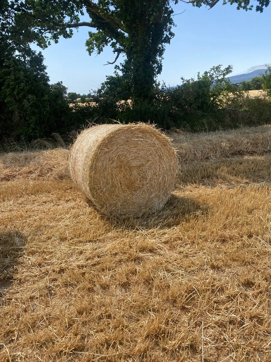 Straw - Image 1