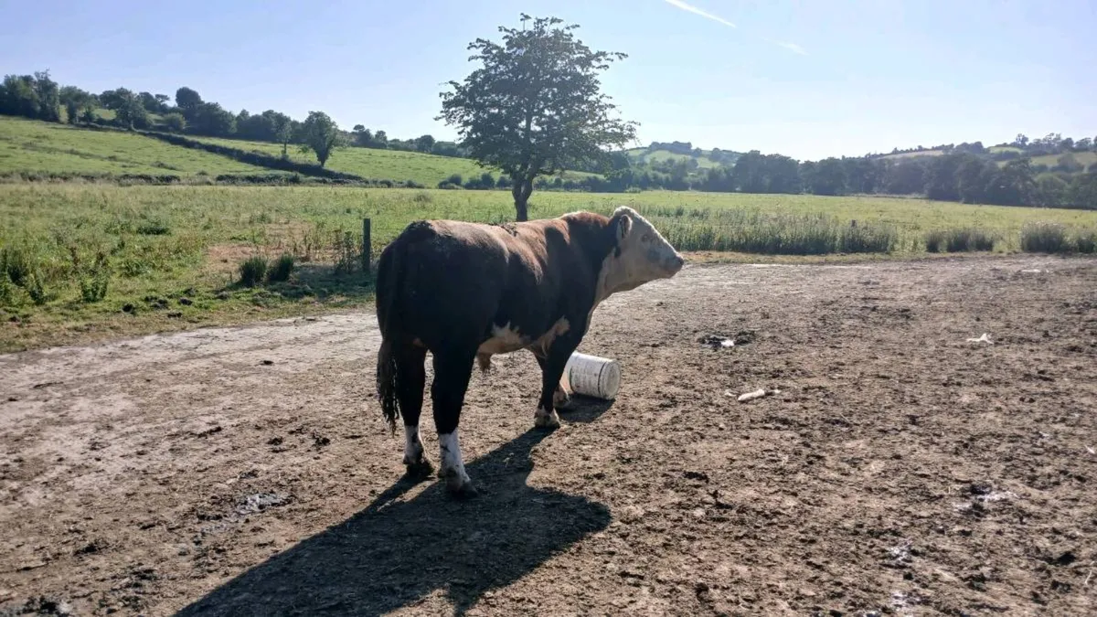 Hereford bull - Image 3