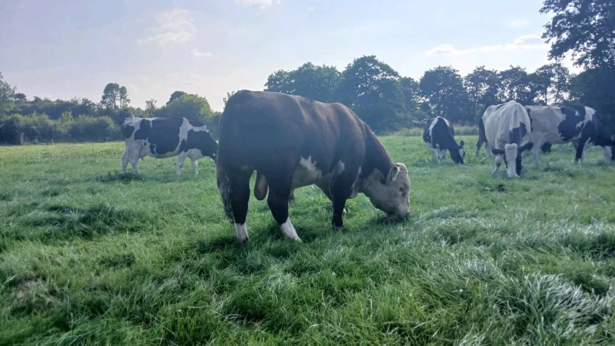 Hereford bull - Image 1