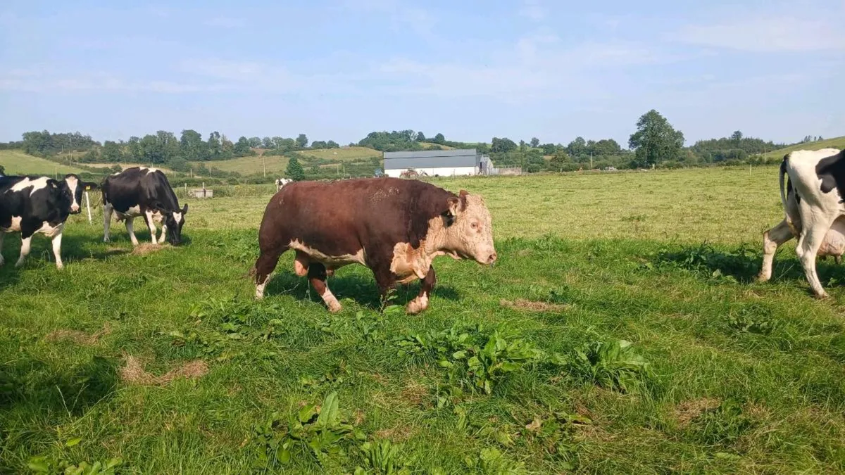 Hereford bull - Image 2