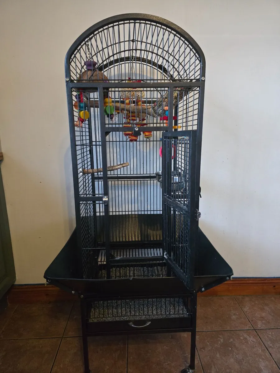 Birds - Image 4