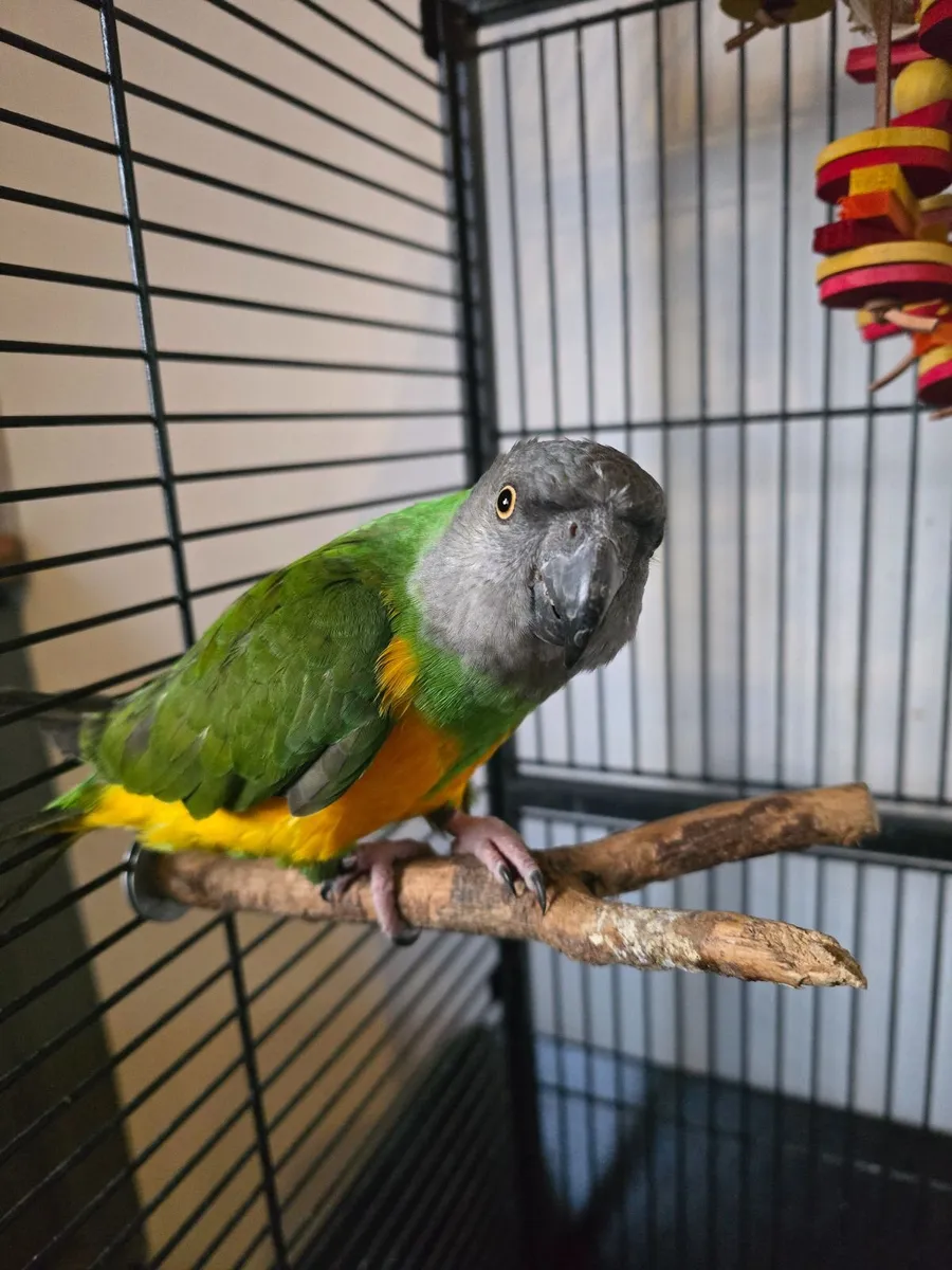 Birds - Image 1