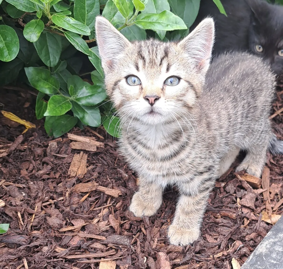 Cats - Image 2