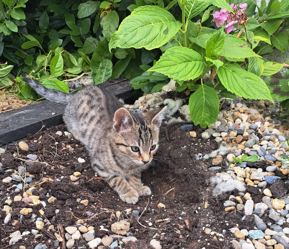 Cats - Image 3