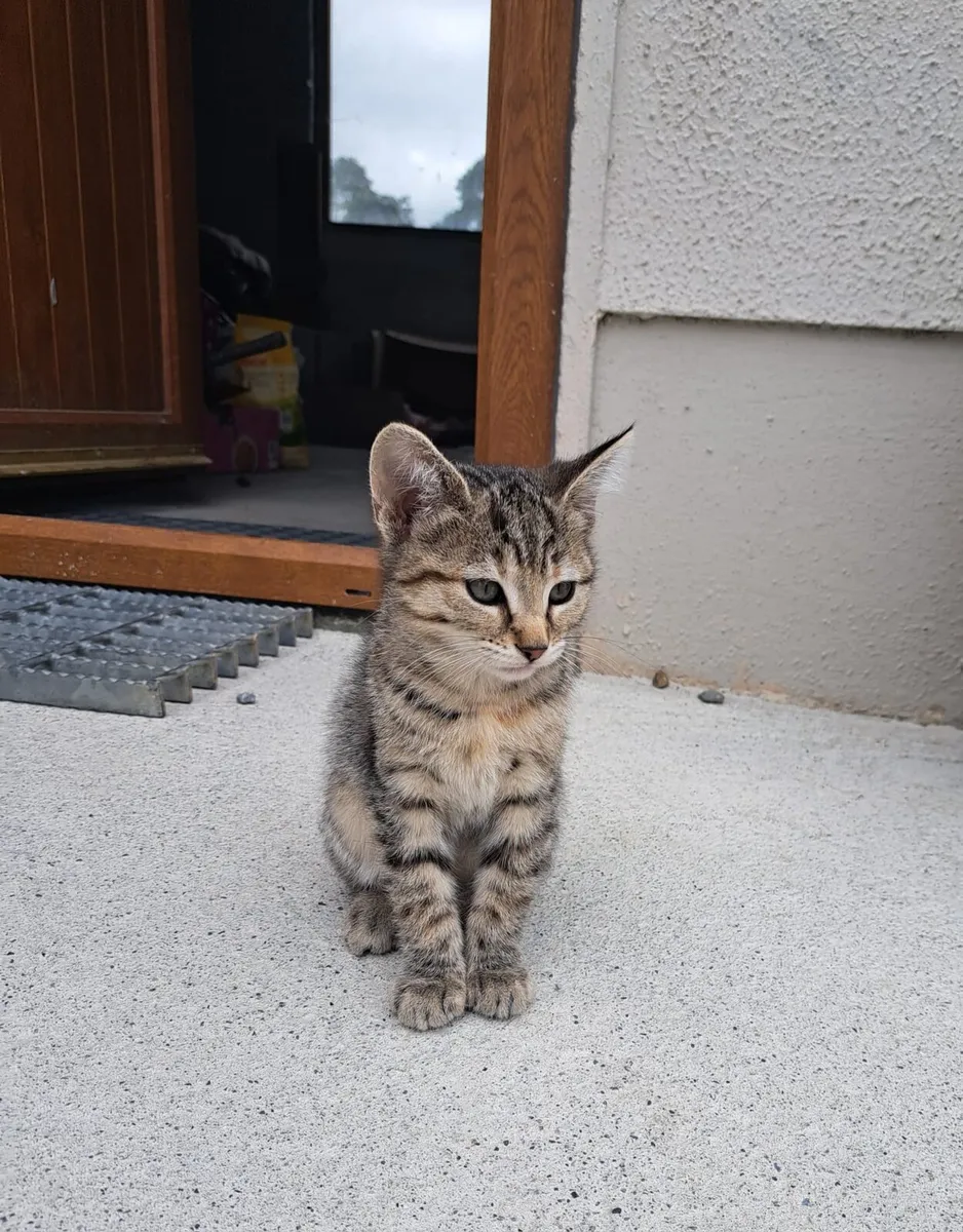 Cats - Image 1