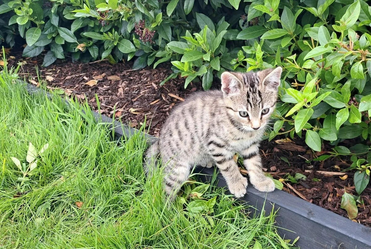 Cats - Image 4