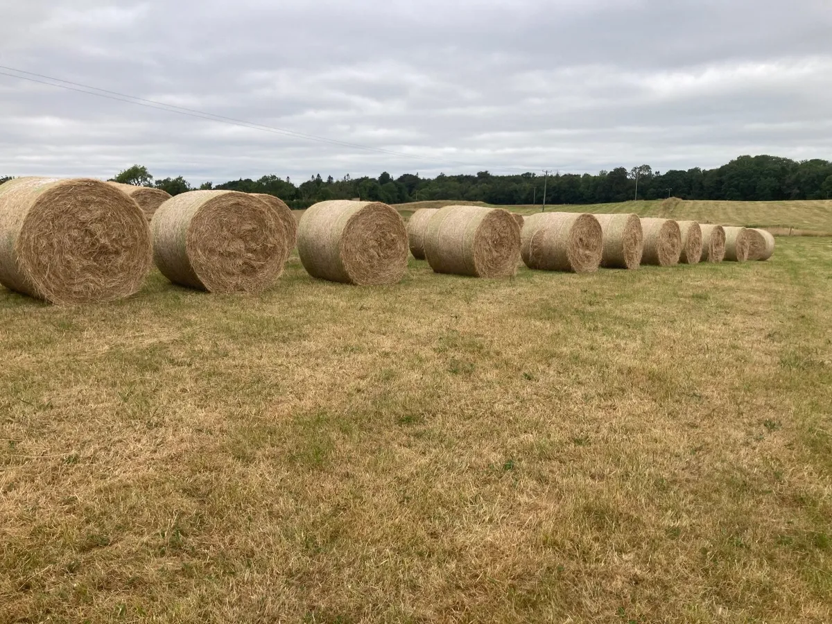 2026/25 hay for sale - Image 2