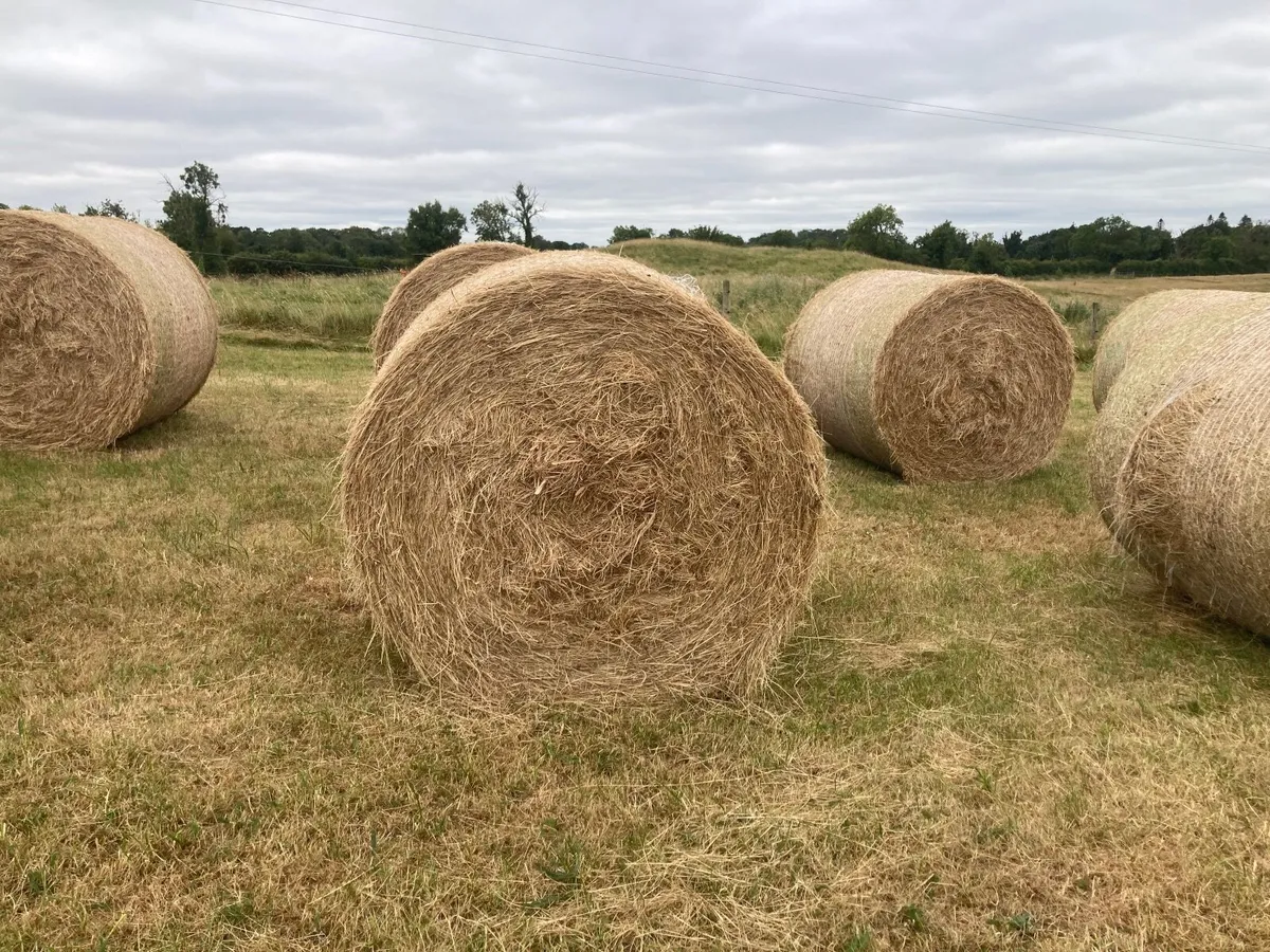 2026/25 hay for sale - Image 3