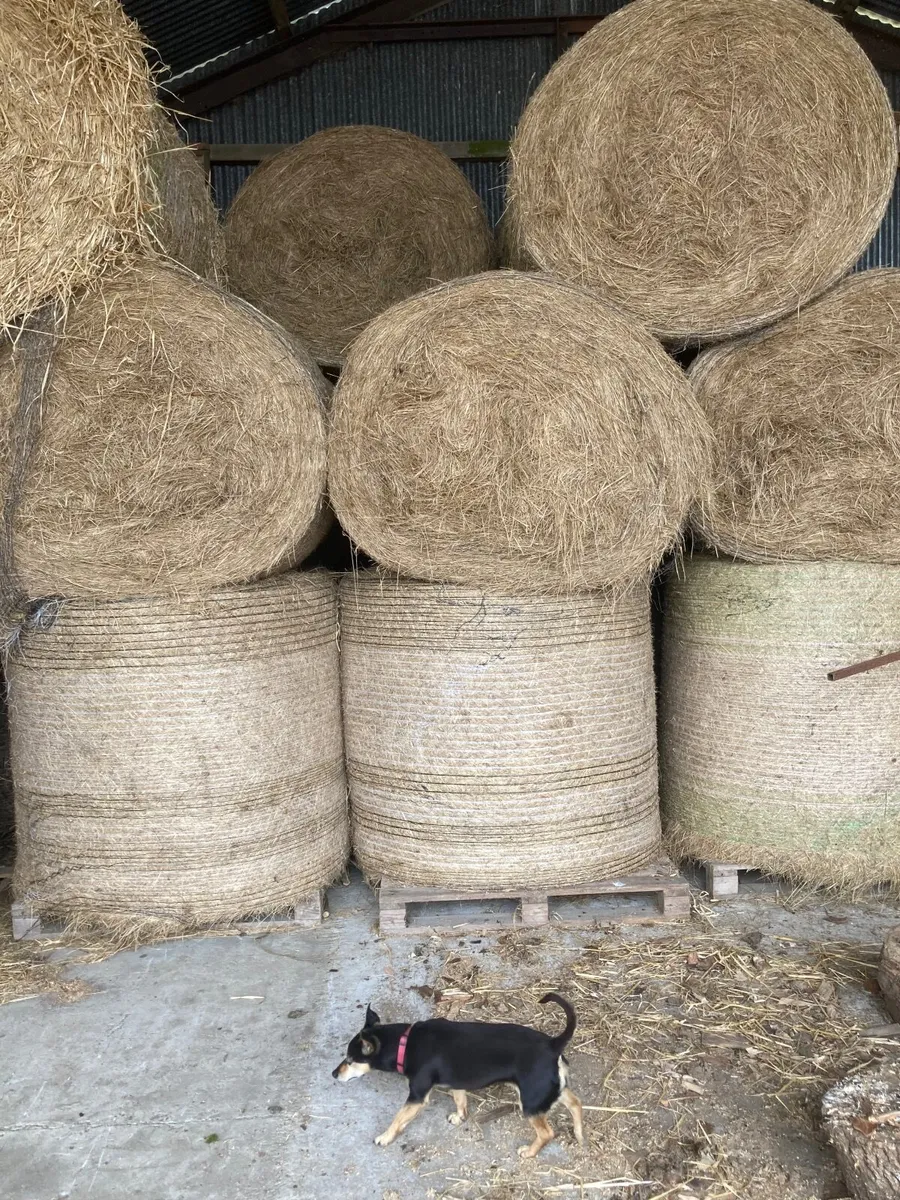 2026/25 hay for sale - Image 4