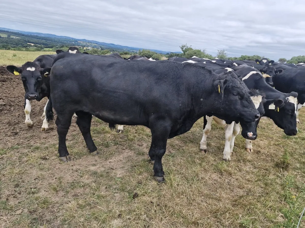 Angus Bulls - Image 1