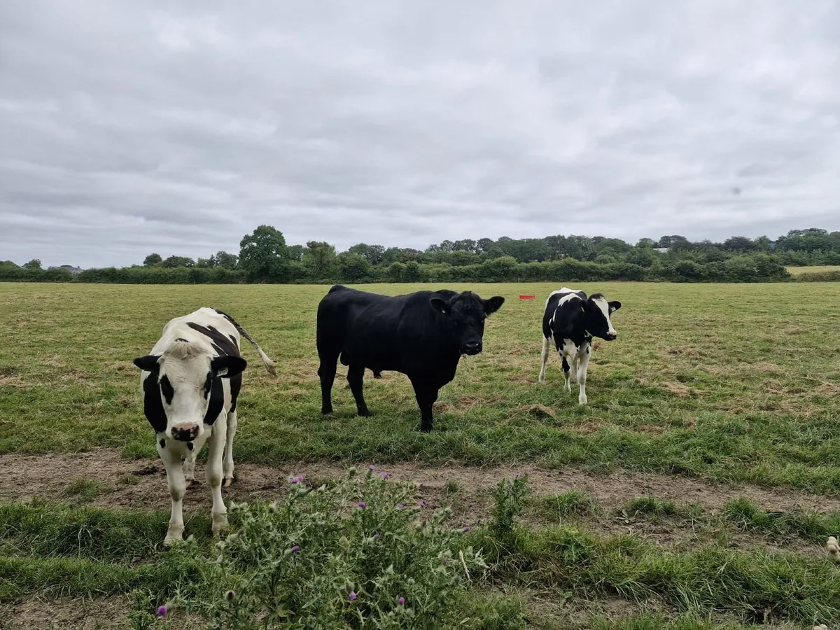 Angus Bulls - Image 3