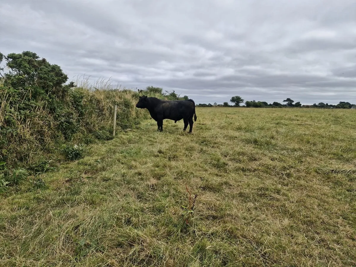Angus Bulls - Image 2